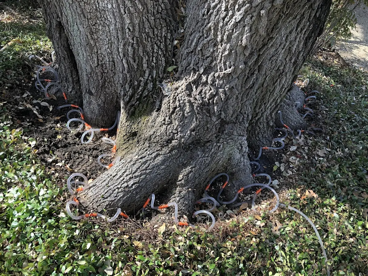 Detailed Tree Cabling and Bracing job site in Puyallup